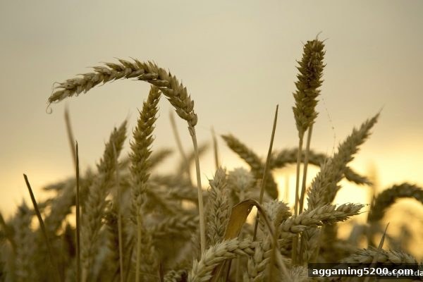 slots平台存款福利与推广返佣：全面收益指南